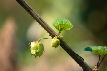 Common hop closeup view with selective focus on foreground