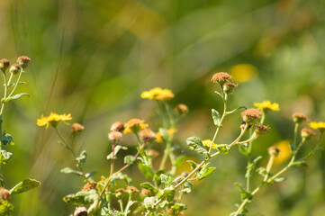 Common fleabane in bloom closeup view with selective focus on foreground