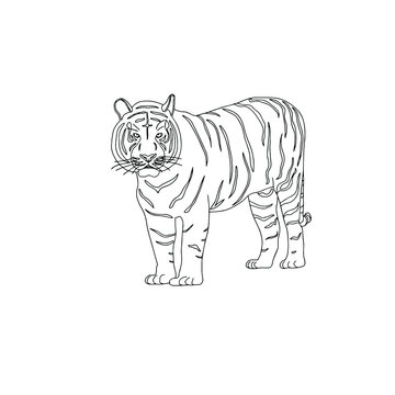 Linear schematic representation of a tiger. Vector. Black and white illustration. Sketch. 