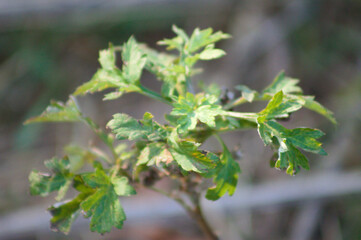 Common mugwort leaves closeup view with selective focus on foreground