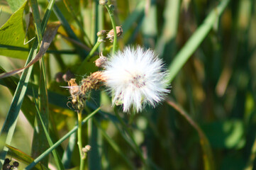 Fluffy perennial sowthistle seeds closeup view with selective focus on foreground