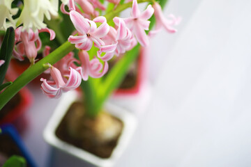 Crocus, plural crocuses or croci is a genus of flowering plants in the iris family. A single crocus, a bunch of crocuses, a meadow full of crocuses, close-up crocus. Crocus on a white background.