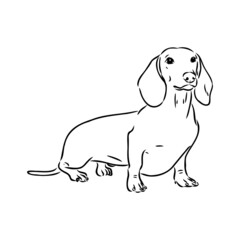 Dachshund Dog. Hand drawn. Vector illustration dachshund dog vector