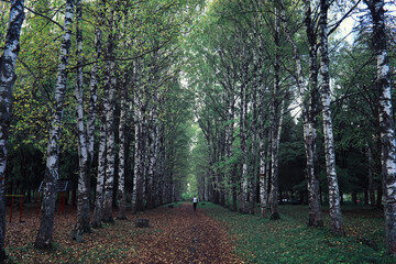 Bright spring greens at dawn in the forest. Nature comes to life in early spring.
