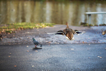 Ducks on the lake in winter, a flock of ducks is preparing to fly to warm countries, wild ducks winter on a warm pond, many birds on the pond