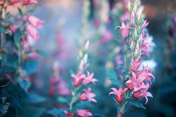Obraz premium Wild flower. Little flowers on a green meadow.