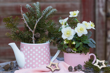 Winter-Gartendekoration mit Christrose in Tasse und Tannenzweigen in Teekanne