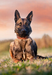 training of belgian shepherd