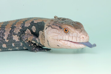 A Blue tongued skink is sunbathing before starting its daily activities. This reptile has the scientific name Tiliqua sp. 