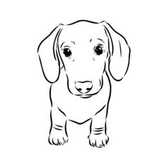 Fototapeta premium Dachshund Dog. Hand drawn. Vector illustration dachshund dog vector