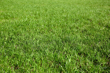 Mowed lawn. Green grass in yard. Park ground surface. Natural background. Covering of sport stadiums. Outdoors. Summer texture. Fresh field. Perspective angle view. Garden care. Clean space. Close-up