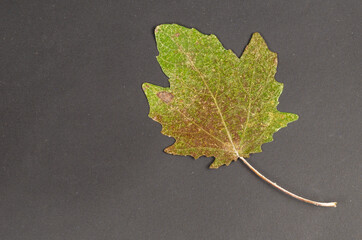 Green-brown fallen poplar leaf on a black background.