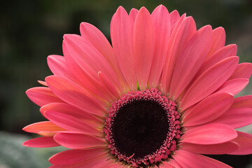 Macro photo of details black core and bright pink petals of Gerbera Daisy.