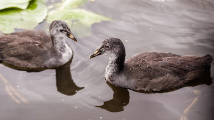 Juvenile Eurasian Coot in Wollongong Botanic Garden