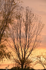 Photos taken at sunset while on a stroll through the beautiful Aqueducts Park in Rome, with the majestic ruins of ancient Roman aqueducts and trees
