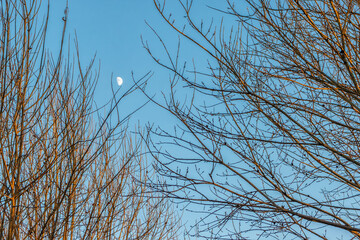 Moon in a clear blue sky above the tree tops at sunset