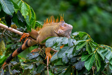 Green iguana (Iguana iguana) on tree in tropical rainforest, Refugio de Vida Silvestre Cano Negro, Costa Rica wildlife. - obrazy, fototapety, plakaty