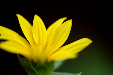 yellow daisy flower petals, close up and soft photo on dark background