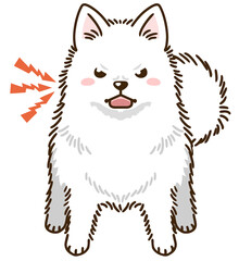 威嚇する日本スピッツ