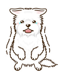 おびえるウエストハイランドホワイトテリア