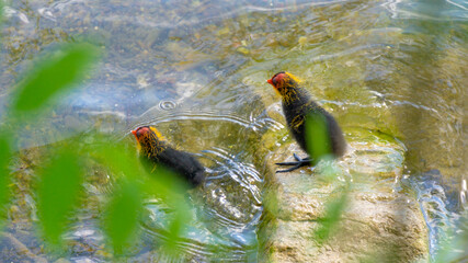 Hühnerküken die ins Wasser springen 