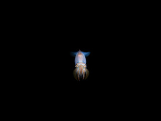 The European common squid, Alloteuthis subulata on black background from Mediterranean sea