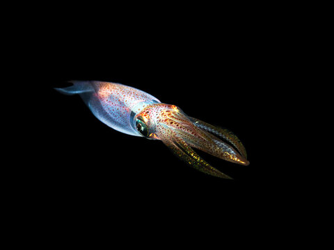 The European common squid, Alloteuthis subulata on black background from Mediterranean sea