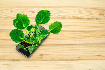 plant comes out of the phone screen on a wooden background. Eco technology.
