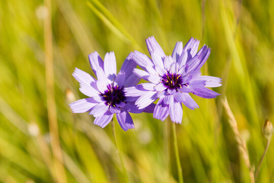 Catananche bleue - Hautes-Alpes