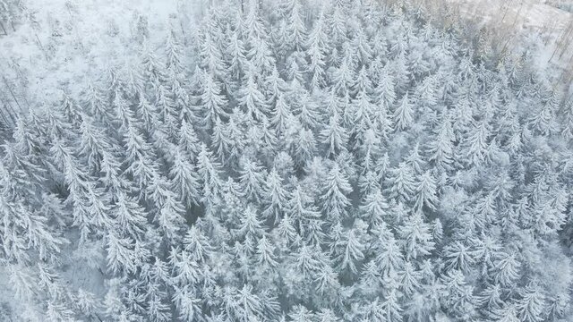 Beautiful winter forest, aerial view. Aerial view of snowy pine trees in mountains. Natural landscape