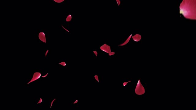 Rose Petal Falling with Alpha Matte. Fall 2 Clip start to end and seamless loop. Element footage. Place on background.