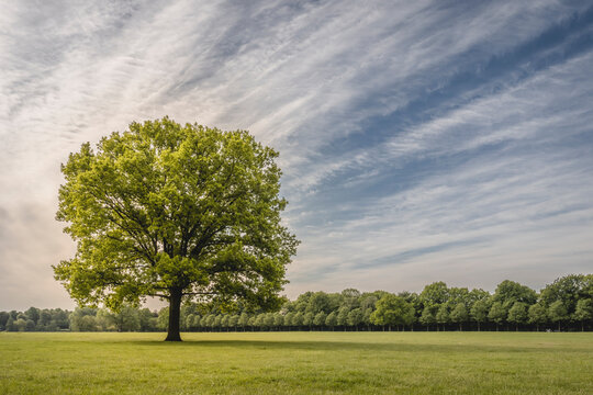 Germany, Hamburg, Single tree in Hamburg Stadtpark