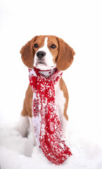 beagle dog in a New Year's scarf