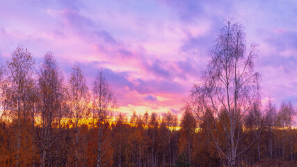 Pink and lilac sunset in the sky in autumn against the background of orange foliage of birch trees