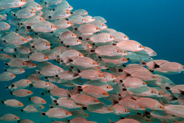 School of orange and white striped fish swimming undersea
