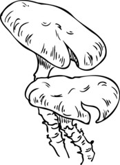 mushroom line hand drawn vector