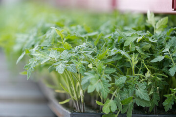 herbs in a pot