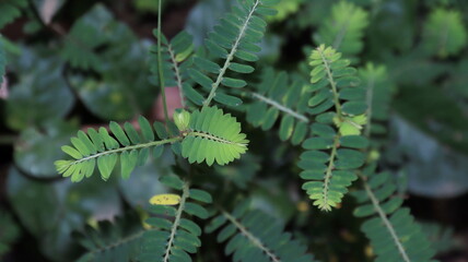 Wild plants, usually grow in any place without being planted. Close up