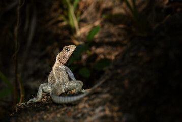 Obraz premium Red-headed Rock Agama - Agama agama, beautiful colored lizard from African gardens and woodlands, Entebbe, Uganda.