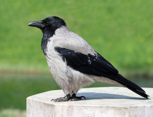 City hooded crow