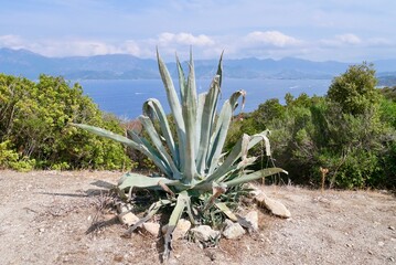 Aloe Vera along coastal path in Desert des Agriates close to St. Florent. Corsica, France.