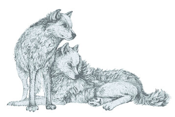 vector image of a wolf and a she-wolf symbolizing the strength of the family and true love