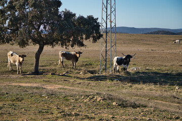 Group of endangered native Spanish cows in the countryside next to a holm oak tree. Scientific name Bos Taurus, Concept cattle, livestock, meat.