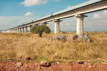 A herd of zebras grazing below the Nairobi Mombasa Railway at Nairobi National PARK, Kenya