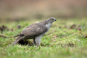 Northern goshawk bird ( Accipiter gentilis )