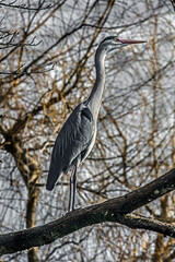 Grey heron on the tree. Latin name - Ardea cinerea	