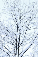 Trees covered with snow and frost against the blue sky.