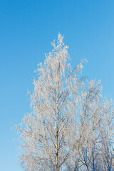 Trees covered with snow and frost against the blue sky.