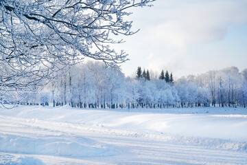 Fototapeta premium Winter landscape. The trees with frost. Frost and snow