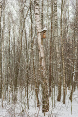 Birch with birdhouse in a snow-covered birch grove in winter